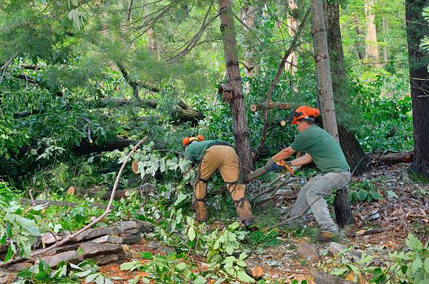 Best Tree Disease Treatment  in Skidmore, TX